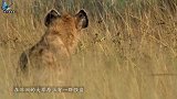 鬣狗误入狮子领地，下一秒惨遭4头狮子伏击，镜头记录全过程！