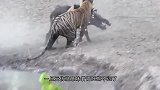 豹子趴在地上埋伏野猪，下一秒画风突变，镜头拍下全过程