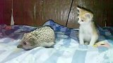 小猫崽大战飞天小刺猬