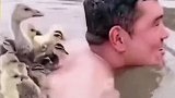 男子下河游泳，小鸭子跟着他游，这是要当爸爸了