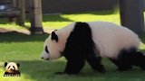 熊猫宝宝在草地上奔跑：跟紧奶妈，有苹果吃！虽然只是一小片！