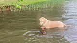 金毛犬在湖中救了溺水小鹿，第二天小鹿来找“救命恩人”玩耍