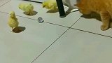 猫：别跑，快过来陪我玩球！