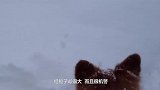 柯基与母鸡打架，被母鸡无视，全程自娱自乐