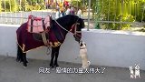 巴哥非要上去亲马，网友：爱情的力量太大