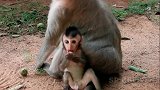 母猴因多次让幼猴跑远，被猴王严厉惩罚，年轻公猴也跟着欺负她