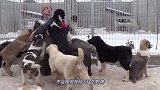 1哈萨克斯坦的国宝狗狗 普京大帝的最爱 勇战恶狼的中亚牧羊犬