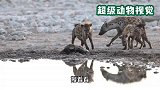 平头哥被5只鬣狗围攻，还没受一点伤，它究竟有多厉害？