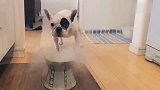 斗牛犬和巴哥宝宝这是个什么东西还会冒气,怪吓汪的