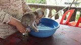 实拍：孤儿猴这个澡洗的很愉快......