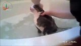 猫咪洗澡就是一场硬仗！猫咪一边洗一边骂人
