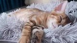 你怎么睡得着？猫，等晚上它们睡着看我大力出奇迹