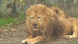 超粘人的母狮子，大狮子走到哪就要跟到哪里睡觉