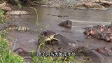 有这样一种动物，不把鳄鱼放在眼里，真不能小看它！