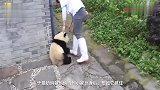 去玩被拎回来的熊猫宝宝，半路瘫坐在地上，那模样笑翻众人