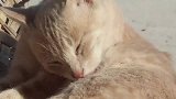 农村小黄猫晒太阳舔毛，生活自由自在，很惬意