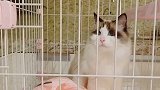 家里五只猫里颜值最高的宝贝～