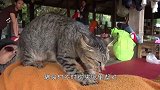 猫咪在鱼市场守摊位，只接受主人喂食，却成为当地有名的猫老板！