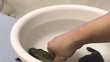 大哥这样弄河豚就不怕激怒它吗