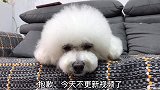 今天休息！妞妞心情不美丽！请假一天！