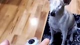 狗狗因为得了青光眼失明了，暖心的主人为他定制了新的眼睛