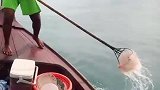 原来捞水母这么快乐