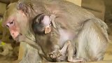 来吧！迎接猴妈暴力教育