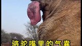 骆驼嘴里的气囊，为了吸引异性