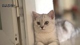 小公猫耍赖要钱，还教狗子对付铲屎官，这俩货白养了！