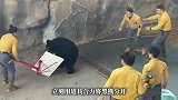 杭州一动物园黑熊突袭饲养员，园方回应