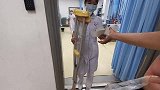 外卖哥受伤休息三个月，刚痊愈上岗又被撞，难道这拐杖丢不掉了？
