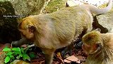 小奶猴想跟着妈妈，皇后坚决让它戒奶小猴子打死都不配合