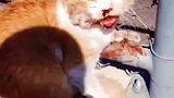路上遇到受伤的橘猫，把他带去救治，康复后带回家养