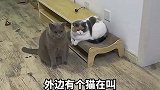 邻居家领养的流浪猫多次串门
