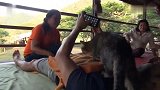 外国人真牛，竟然雇猫咪给游客按摩