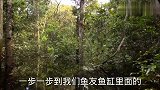 去亚马逊建养鱼场呀！看这里的热带鱼，都是从河里捞的