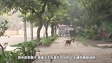 猴子爬到了高压线上，瞬间烧成火猴，镜头记录全过程