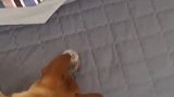刺猬刚出生有刺吗？主人拿着小刺猬吸引了狗子，两颗眼睛太大了！