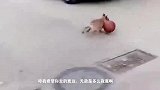 搞笑视频：狗子，你这球机不错呀，能不能教教我