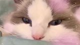 布偶猫日常，就喜欢露半张脸，你是觉得谁会亲你吗