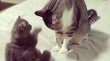 小奶猫挑衅大猫，被一爪拍翻！猫咪：小屁孩，别闹！