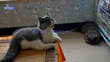调皮猫宝宝换房间玩，对着毛绒玩具说起话来，一屋子胖猫好不自在