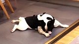 法斗犬两岁多还搞不清自己叫，主人叫它，它竟一脸懵