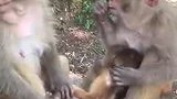 哈哈哈，亲妈和干妈抢小猴子！