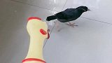 八哥在家横行霸道惯了，弄了一只玩具鸡吓唬它，看来没用
