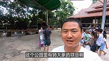 在西双版纳骑大象，转一小圈60块，好多人抢着骑！