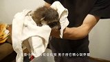 女子买了只小蓝猫，养着养着竟然褪色了，这能退货吗？