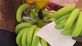 这就是你们吃的香蕉，看到这一幕，手里香蕉不香了