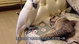 八哥想要跟猫咪玩耍，场面十分滑稽，真是没谁了