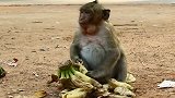 猴子有这么饿吗？吃着香蕉实在是太爽了